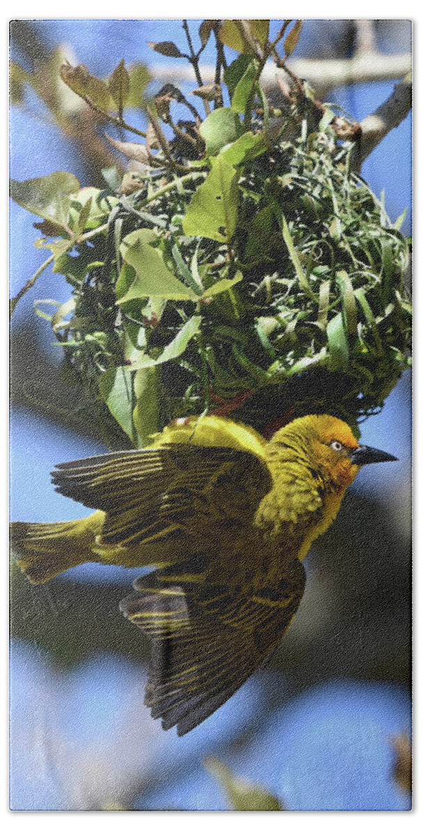 Weaver Bath Towel featuring the photograph Cape Weaver and Nest by Ben Foster