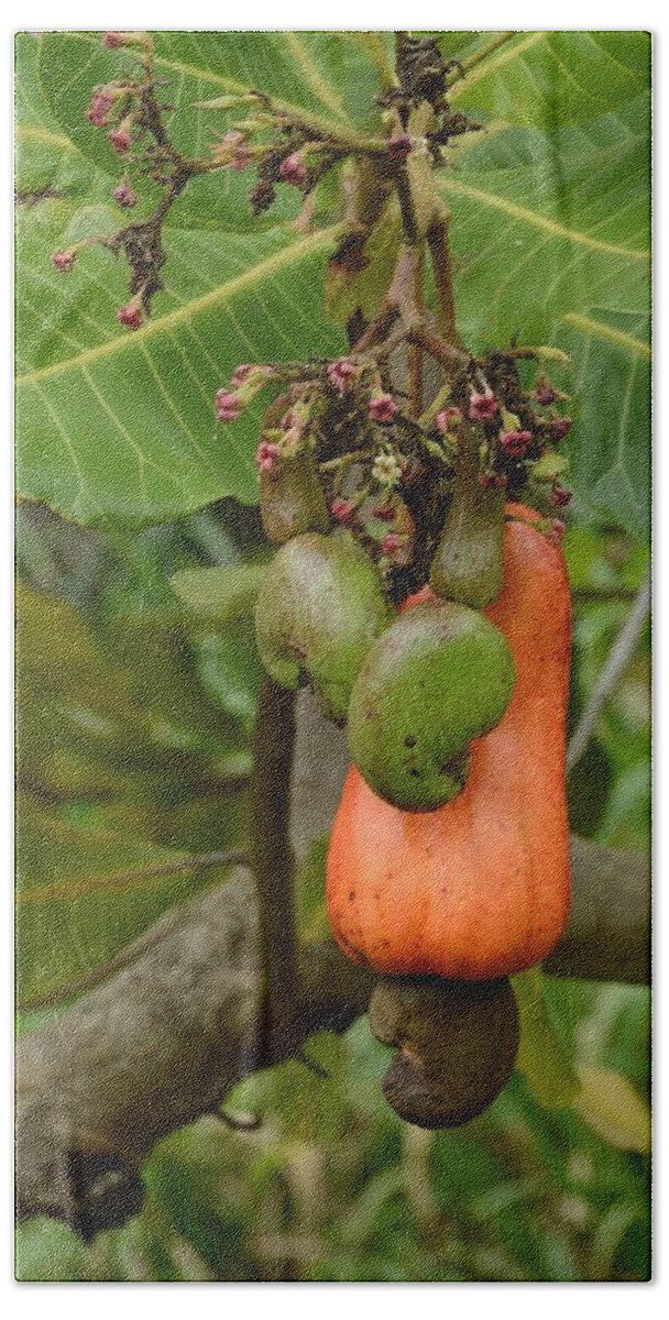 Cashew Bath Towel featuring the photograph Cashew Apple and nuts by Bradford Martin