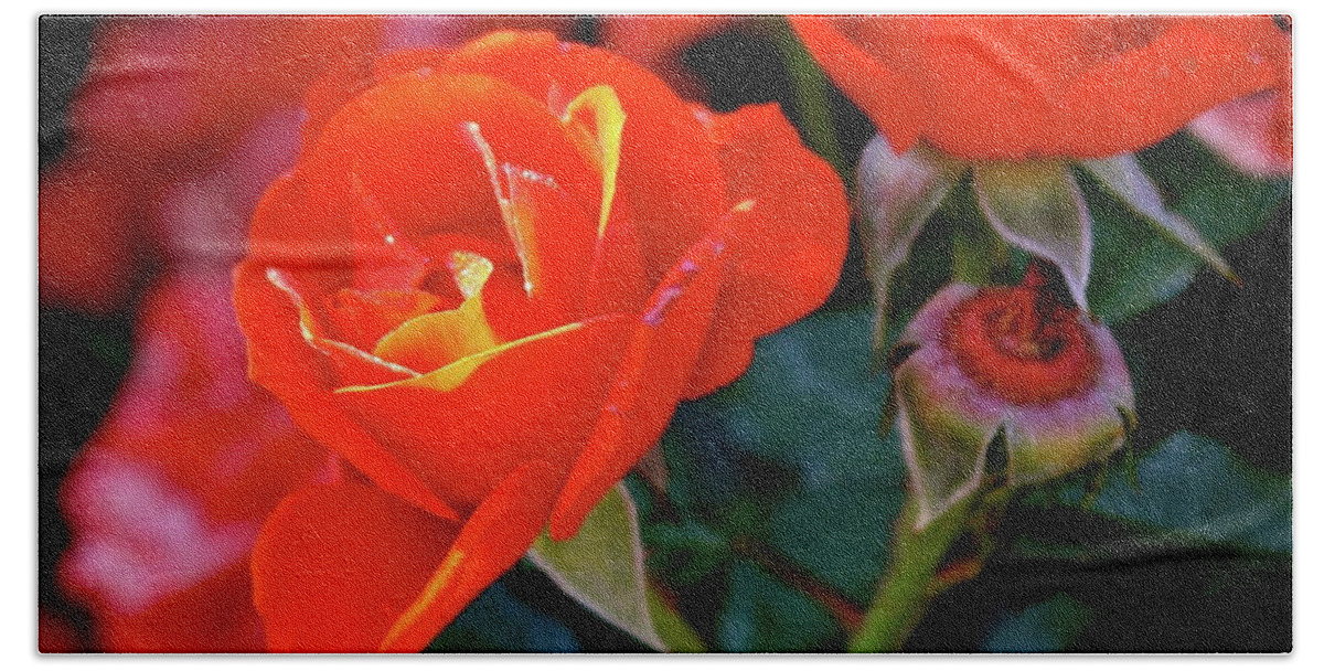 Roses Bath Towel featuring the photograph Catch the Morning by Michele Myers
