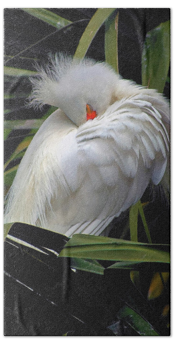Egret Bath Towel featuring the photograph Catching the Red Eye by Michael Allard