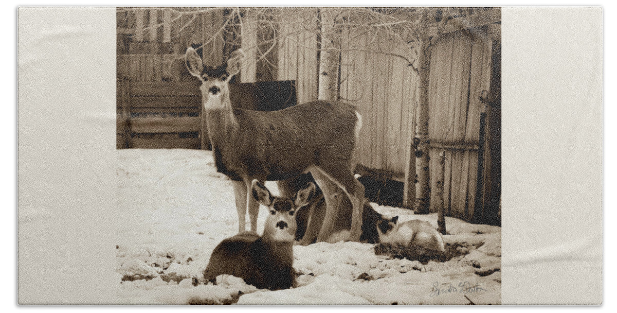 Deer With Cat Photo Bath Towel featuring the photograph Catnap Interupted by Sandra Dalton