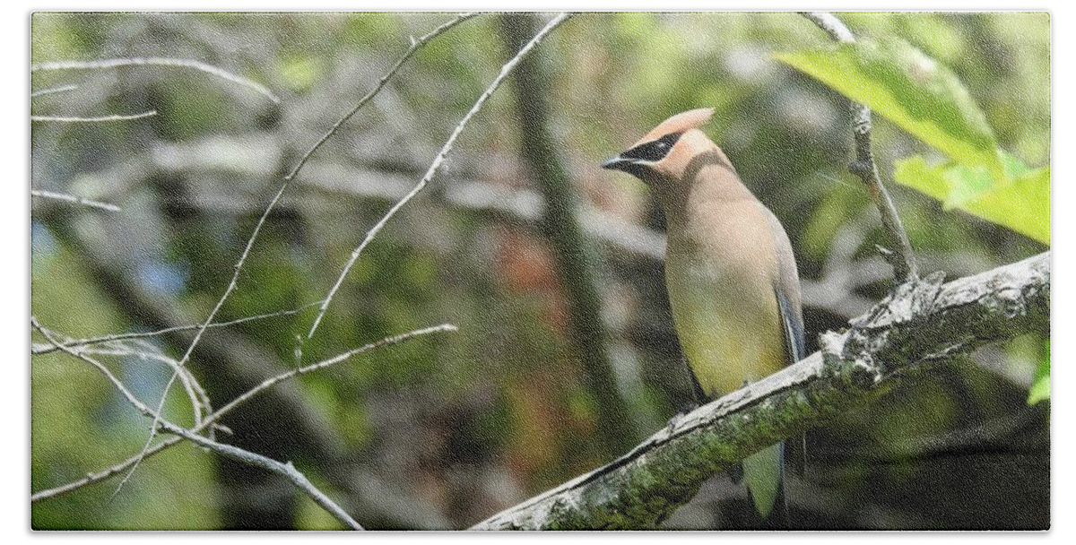 Cedar Waxwing Hand Towel featuring the photograph Cedar Waxwing by Kathy Chism