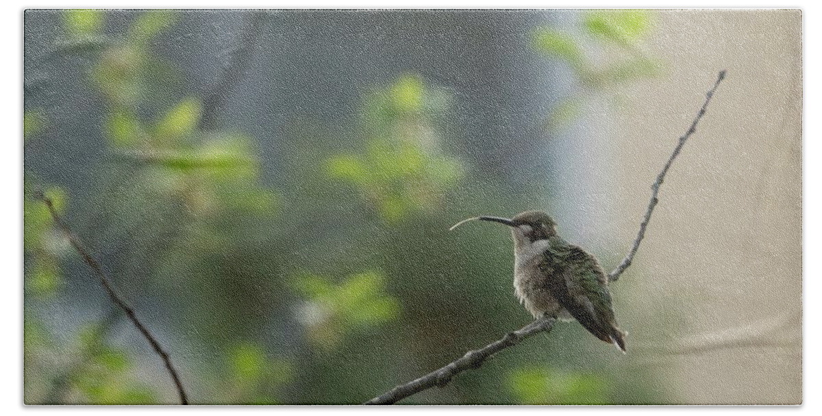 America Bath Towel featuring the photograph Cheeky Hummingbird by Jeff Folger