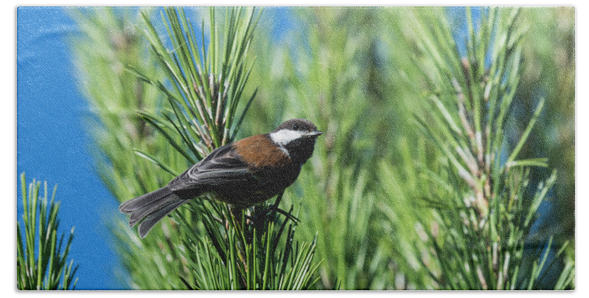 Animals Bath Towel featuring the photograph Chestnut-backed Chickadee by Robert Potts