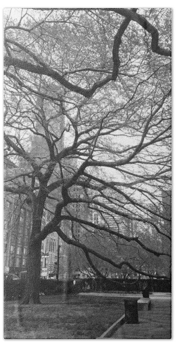 Trees Hand Towel featuring the photograph Chicago Treescape by Marty Klar