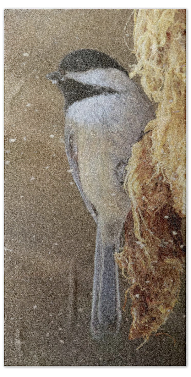 Black Capped Chickadee Bath Towel featuring the photograph Chickadee in Winter by Susan Rissi Tregoning