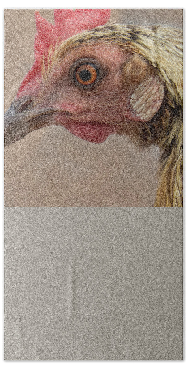 Bath Towel featuring the photograph Chicken Face 2 by Christy Garavetto