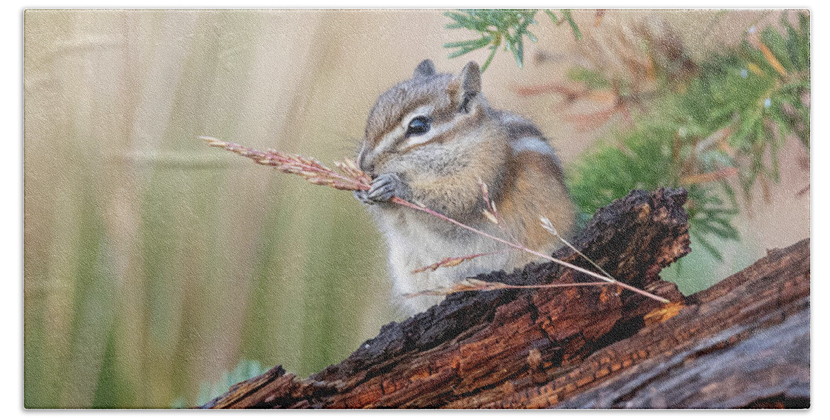 Chipmunk Bath Towel featuring the photograph Chipmunk Fattens Up for Winter by Tony Hake