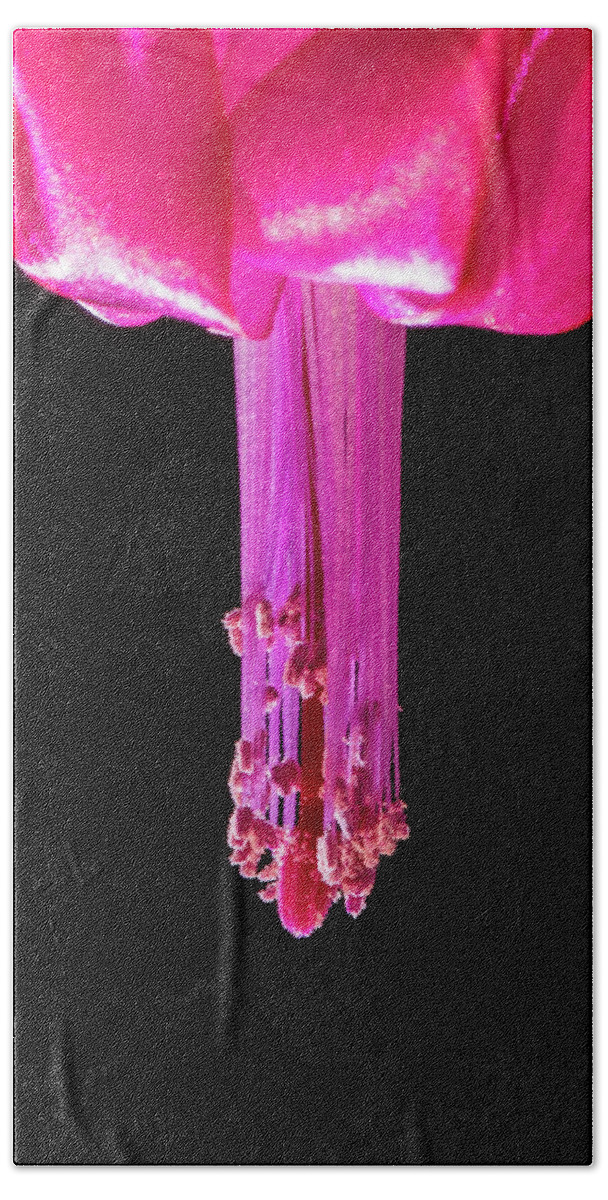 Christmas Cactus Bath Towel featuring the photograph Christmas Cactus Genitals a closeup by Torbjorn Swenelius