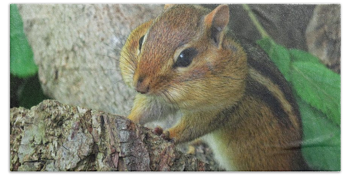 Chipmunk Hand Towel featuring the photograph Chubby Cheeked Chipmunk by Diana Rajala