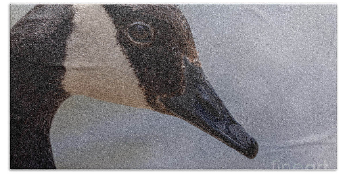 Photography Bath Towel featuring the photograph Close up Goose Portrait by Alma Danison