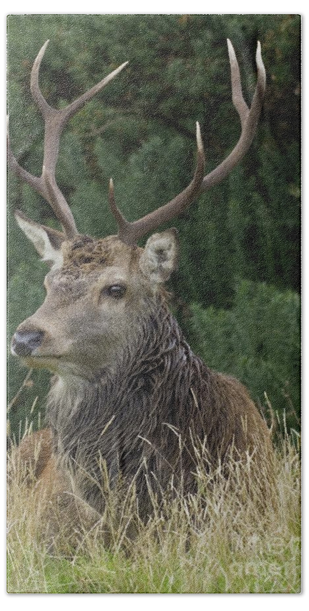 Animal Bath Towel featuring the photograph Close-up Of A Red Deer by 