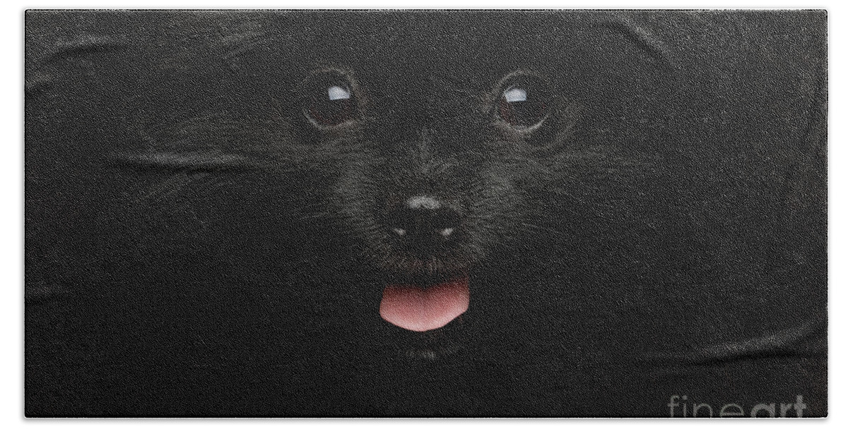 Dog Bath Towel featuring the photograph Portrait of Happy Pomeranian Spitz by Sergey Taran