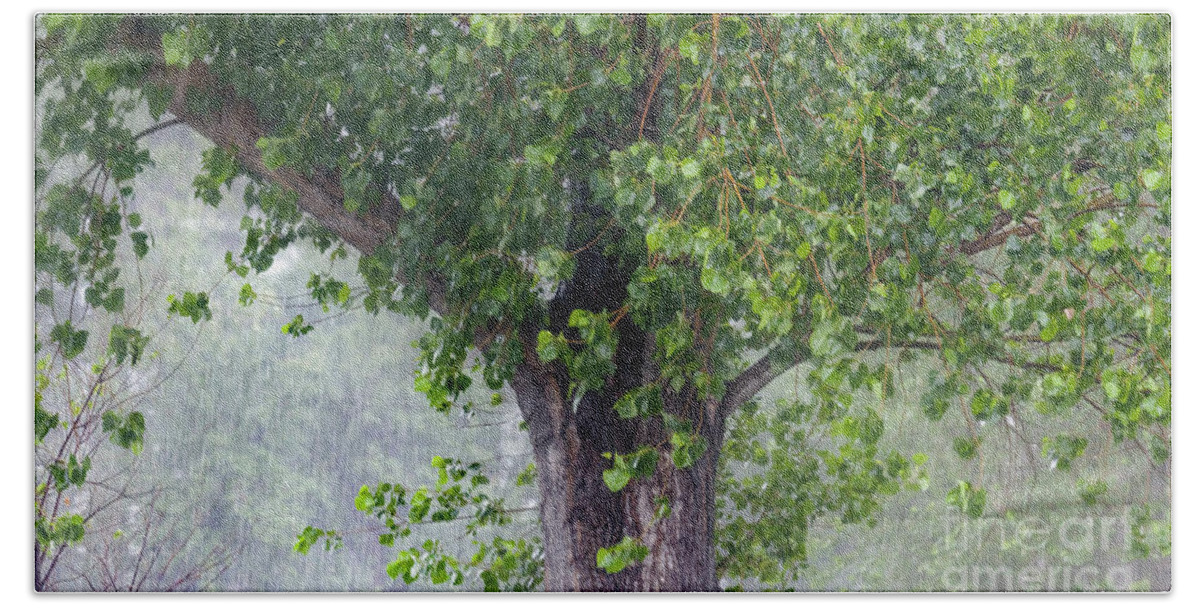 Old Growth Hand Towel featuring the photograph old Black Cottonwood tree in rainstorm by Robert C Paulson Jr