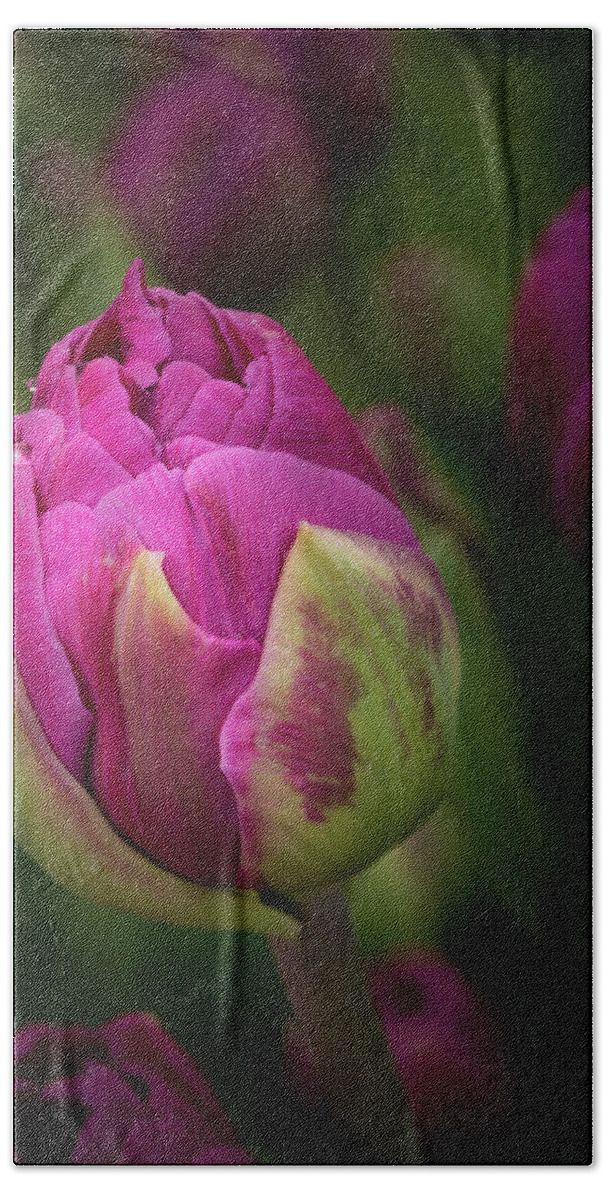 Closed Pink Tulip Hand Towel featuring the photograph Closed Pink Tulip by Jean Noren