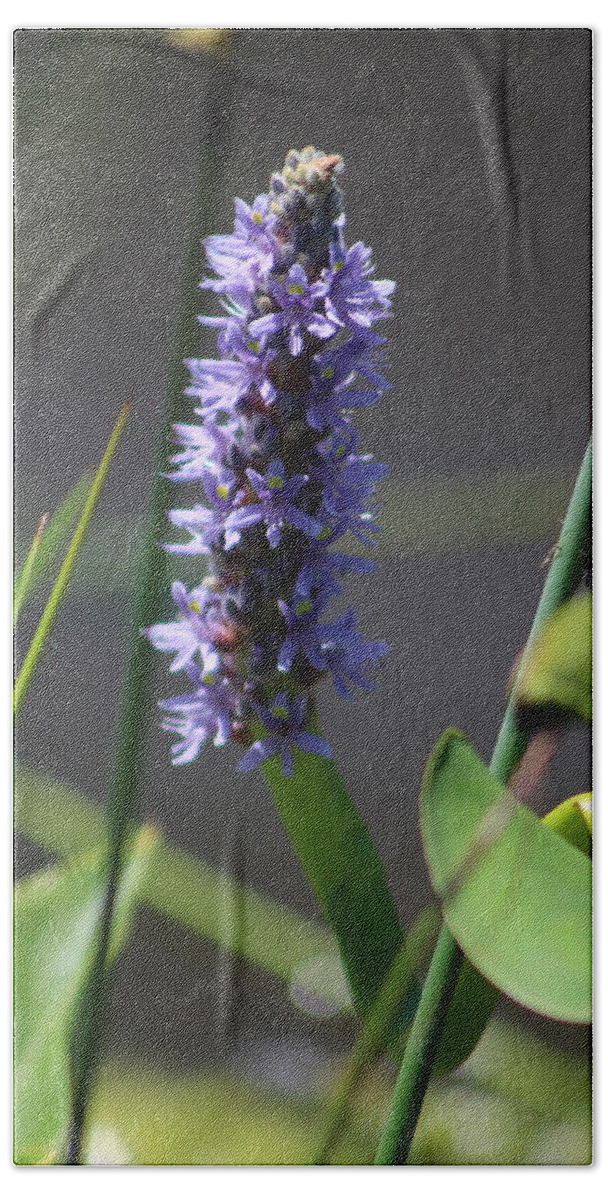 Summertime Bath Towel featuring the photograph Closeup of Minsk Purple Pickerelweed by Colleen Cornelius