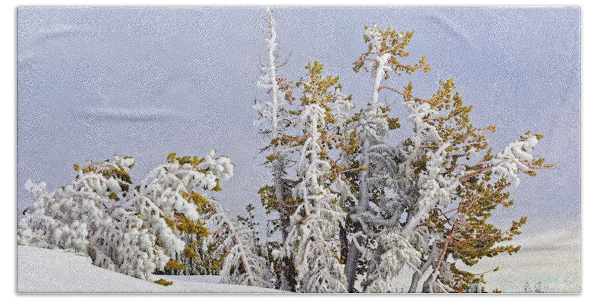 Nature Bath Towel featuring the photograph Cluster Of Windblown Ice Covered 15 Tall Conifer Trees Snow Hillside Tree Line Blue Gray Sky by Robert C Paulson Jr