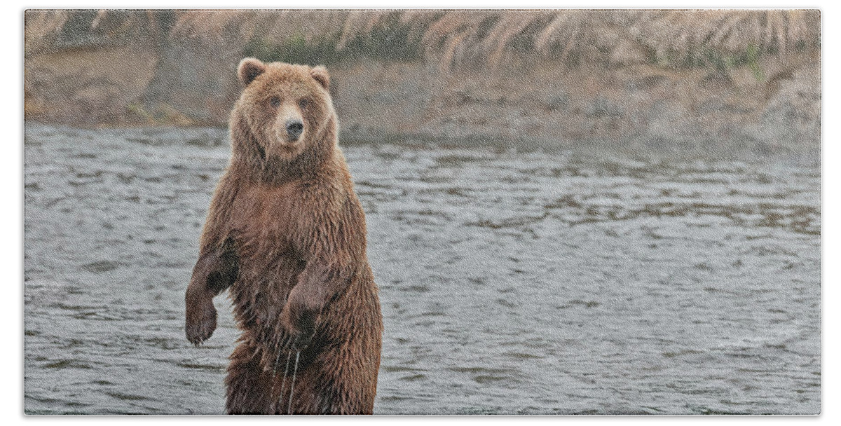 Wild Hand Towel featuring the photograph Coastal Brown Bears On Salmon Watch by Gary Langley