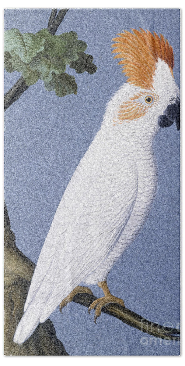 Cockatoos Hand Towel featuring the painting Cockatoo by German School