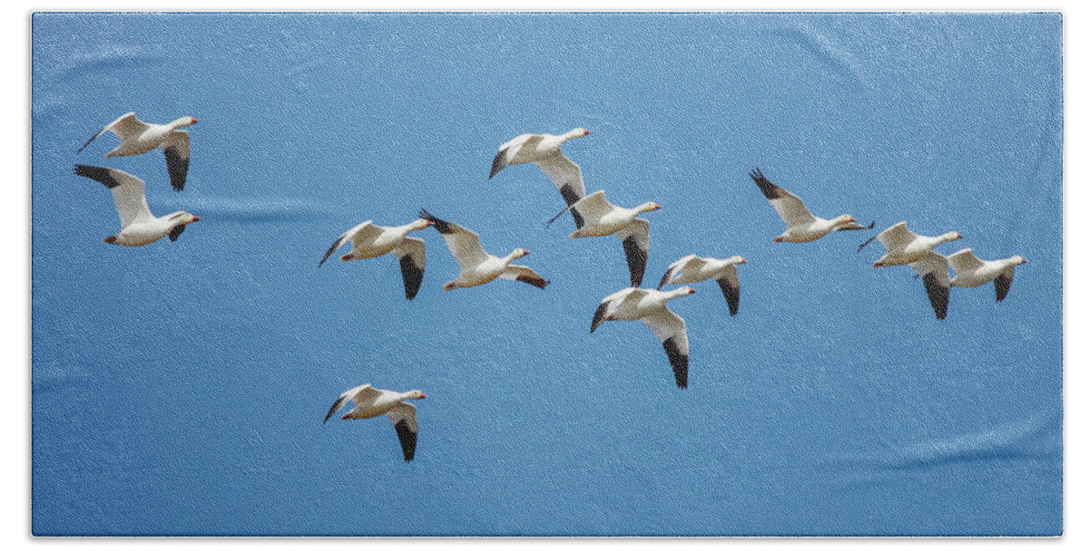 Birds Bath Towel featuring the photograph Coming into Land by Todd Klassy