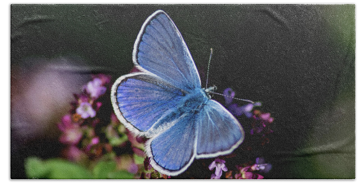 Common Blue Bath Towel featuring the photograph Common Blue like the oregano by Torbjorn Swenelius