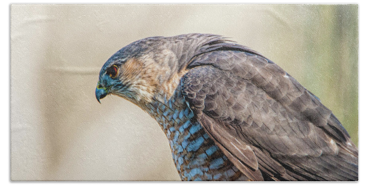 Hawk Bath Towel featuring the photograph Concentration by Cathy Kovarik