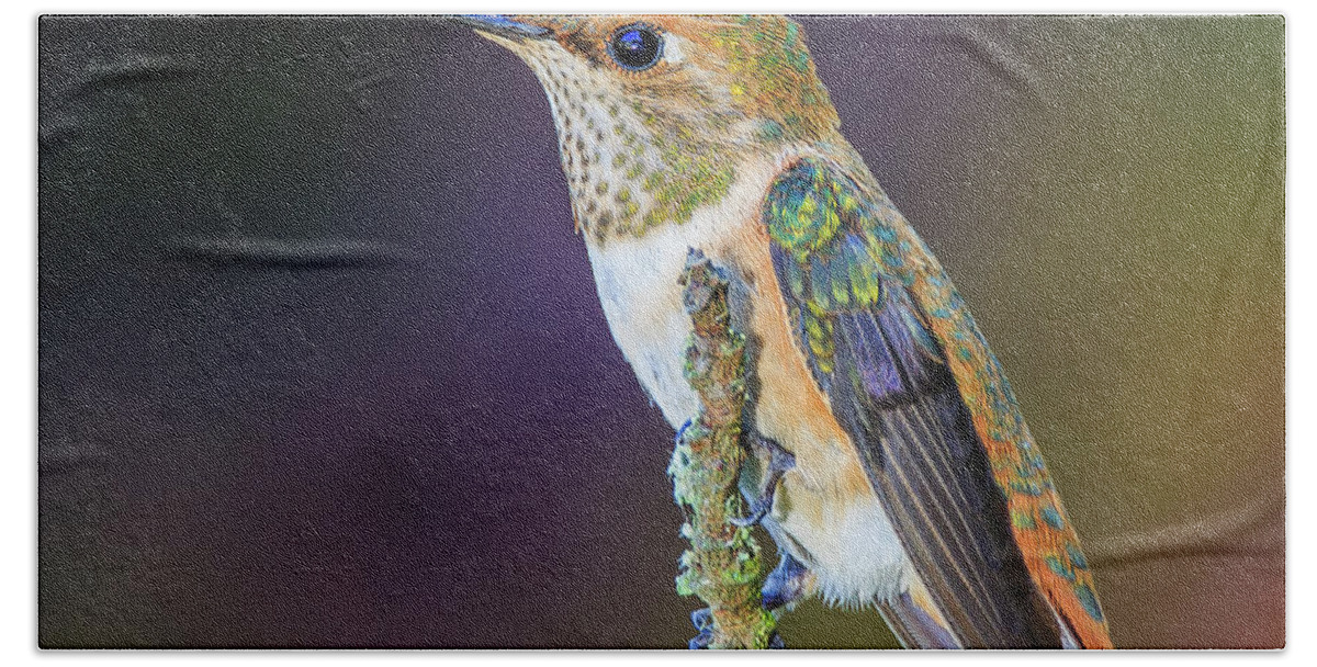 Animal Hand Towel featuring the photograph Contemplation II - Rufous Hummingbird by Briand Sanderson