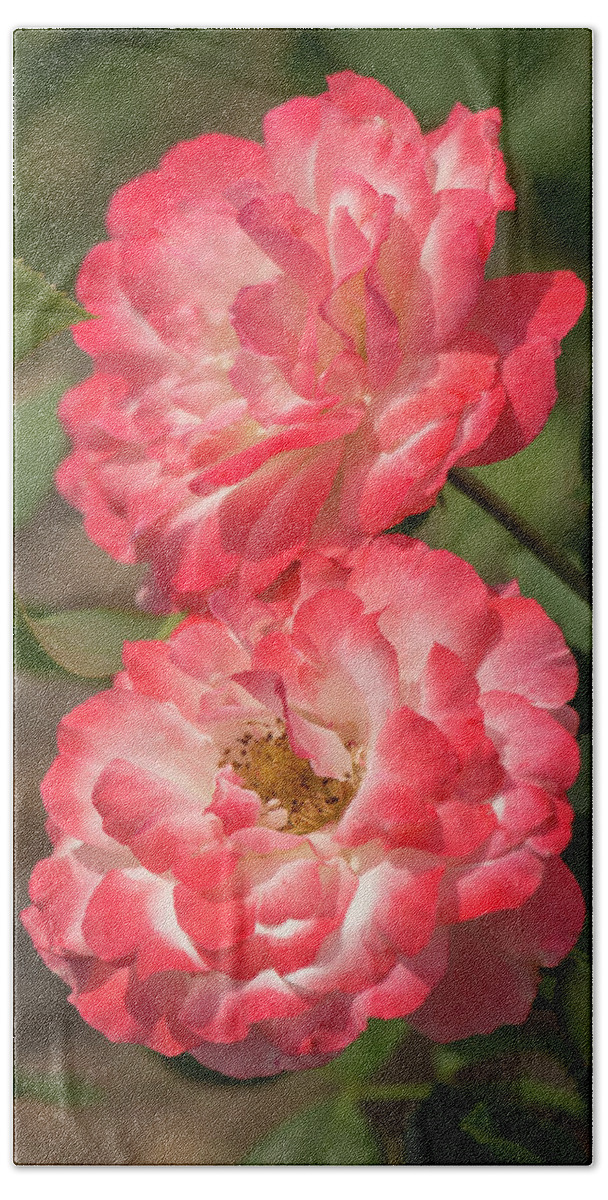 Rose Bath Towel featuring the photograph Coral-and-White Roses by Dawn Cavalieri