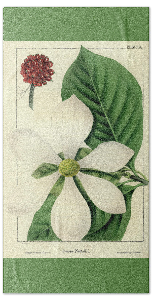 Pacific Dogwood Bath Towel featuring the drawing Cornus Nuttallii by Unknown