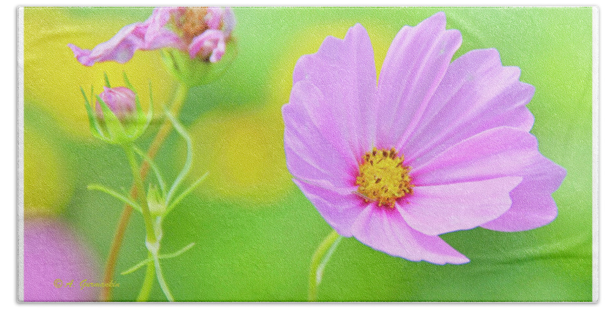 Color Hand Towel featuring the photograph Cosmos Flower in Full Bloom, Bud by A Macarthur Gurmankin