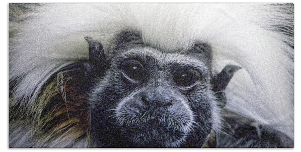 Cotton Topped Tamarin Bath Towel featuring the photograph Cotton Topped Tamarin by Tracie Schiebel