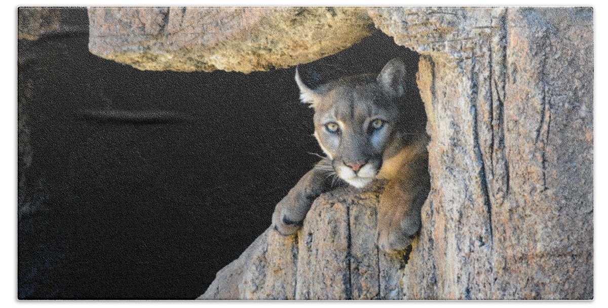 Mountain Lion Hand Towel featuring the photograph Cougar by Carolyn Mickulas