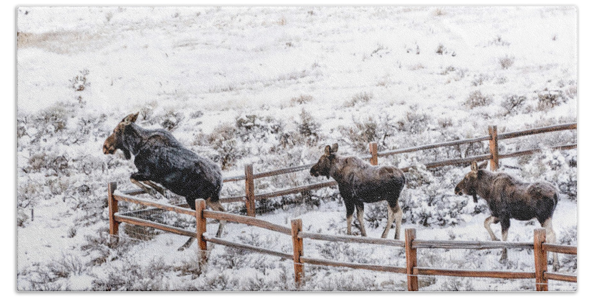 Cow Moose Hand Towel featuring the photograph Cow Moose Leaping Fence by Stephen Johnson