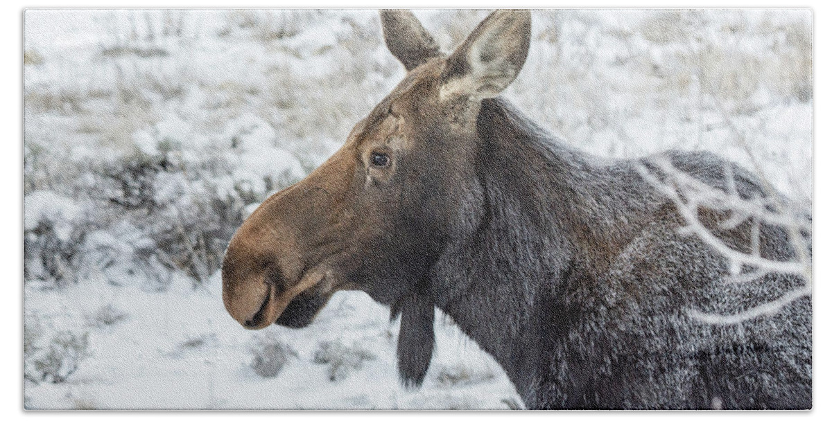Moose Bath Towel featuring the photograph Cow Moose on Frosty Morning by Stephen Johnson