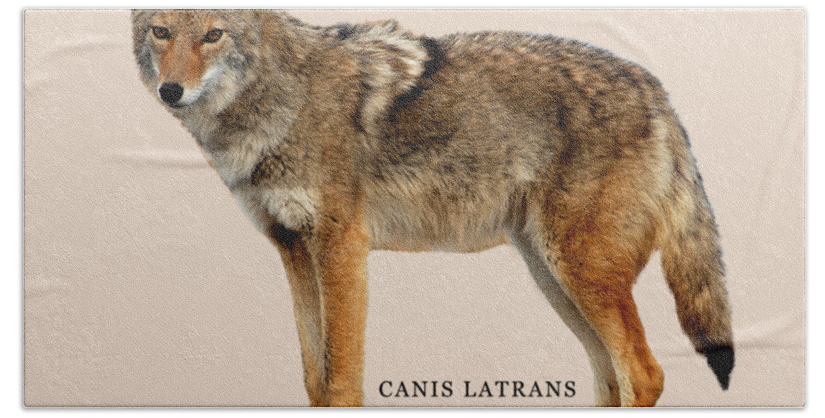 Coyote Bath Towel featuring the digital art Coyote Ultimate Adaptor by Lisa Redfern