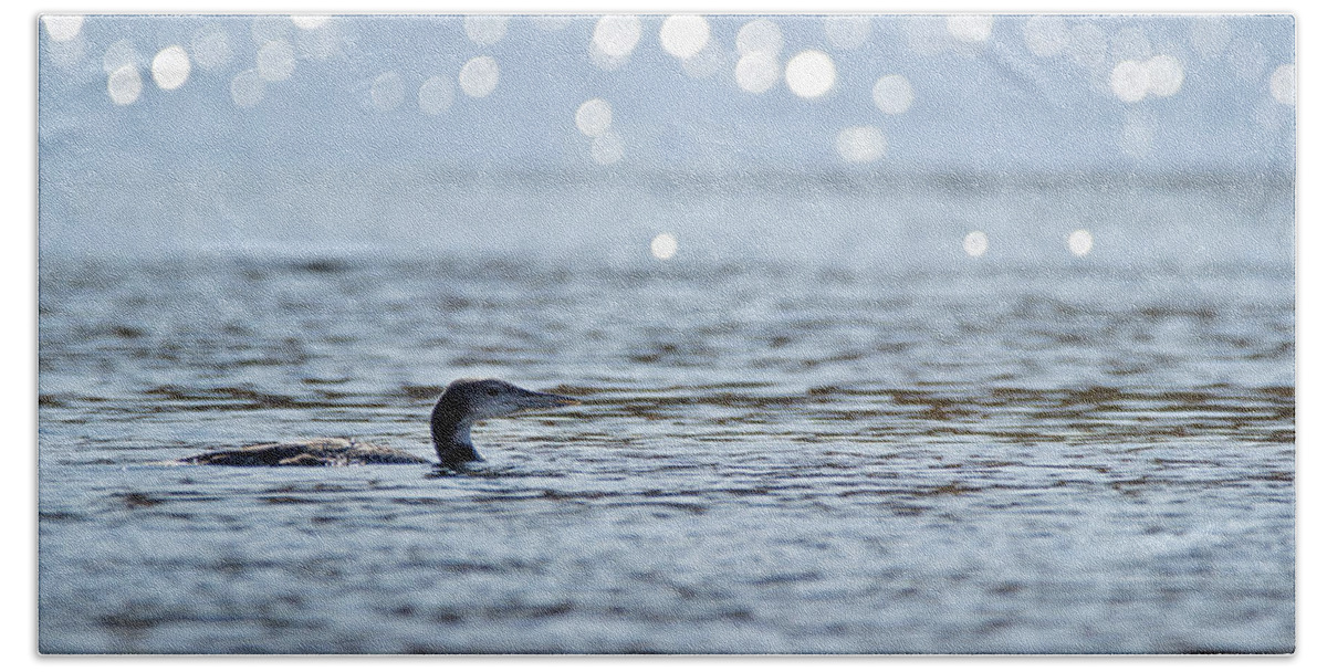 Loon Bath Towel featuring the photograph Cruising the Bay - Common Loon - Gavia Immer by Spencer Bush