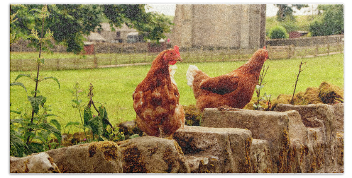 Cumbria Bath Towel featuring the photograph CUMBRIA, Shap Abbey, Two Chickens. by Lachlan Main