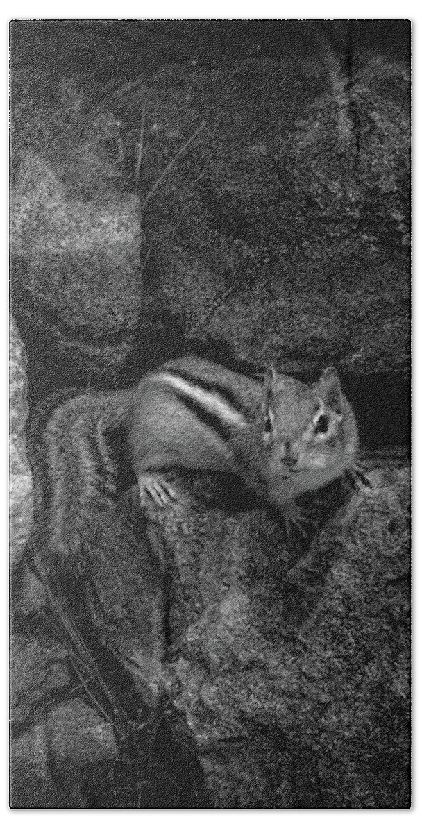 Animal Bath Towel featuring the photograph Curious Baby Chipmunk by Bob Orsillo