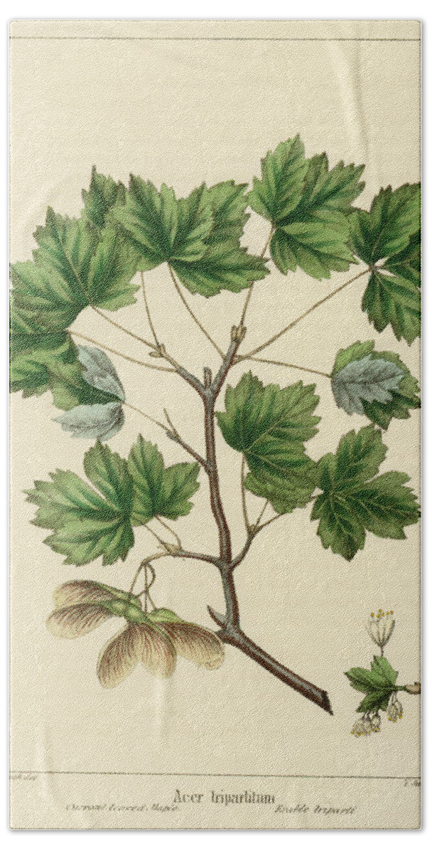 Currant Leaved Maple Bath Towel featuring the drawing Currant Leaved Maple by Unknown