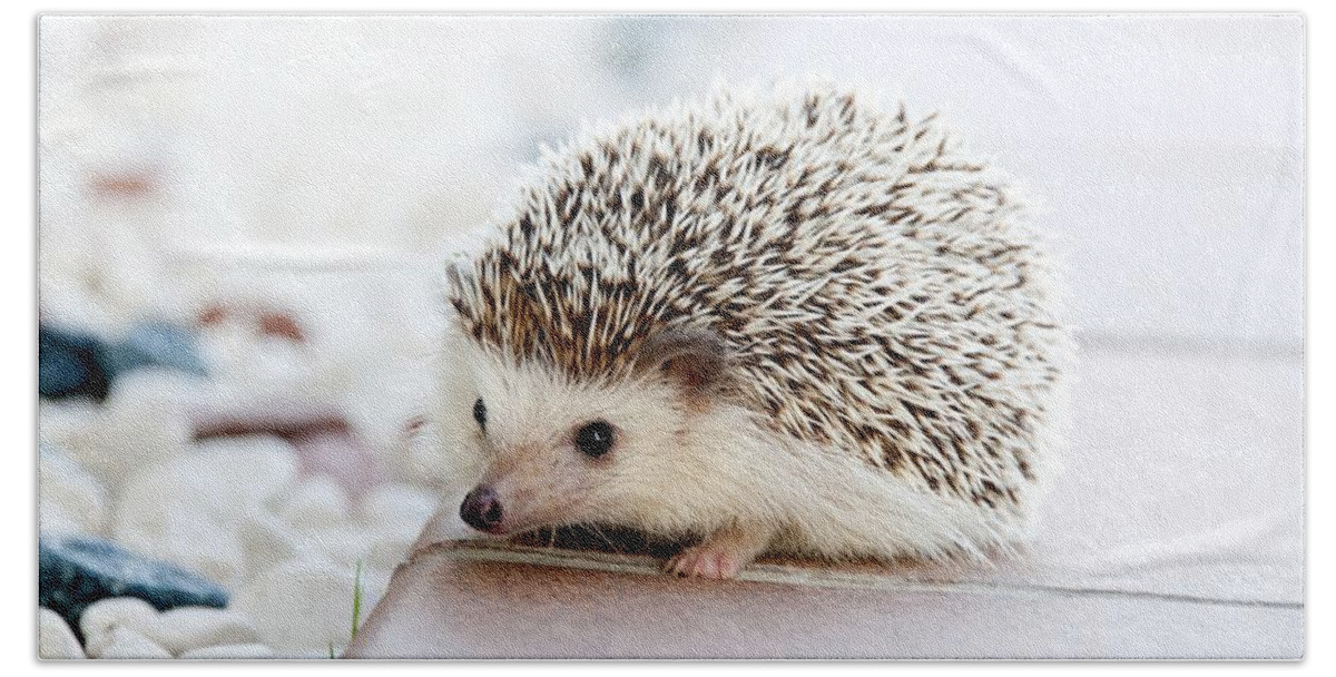  Hand Towel featuring the photograph Cute hedgeog by Top Wallpapers