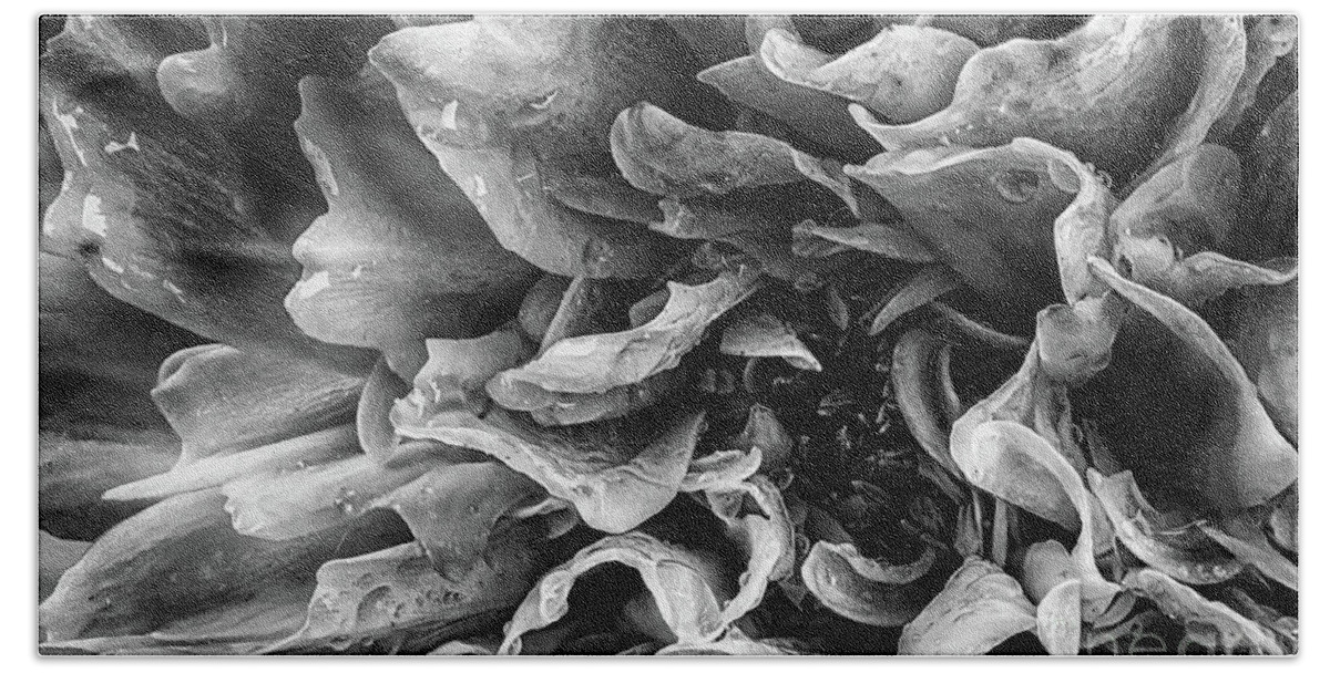 Flower Bath Towel featuring the photograph Dahlia flower in black and white macro by Simon Bratt