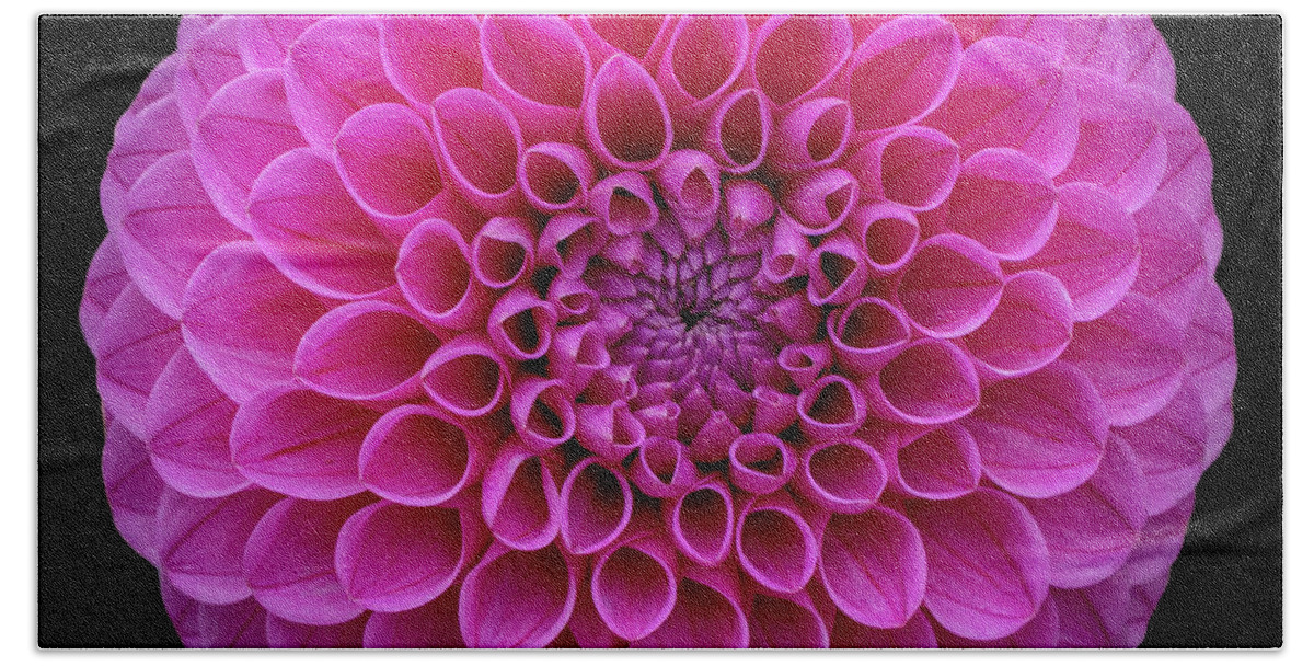 105mm Bath Towel featuring the photograph Dahlia Study in Pink by Laura Macky