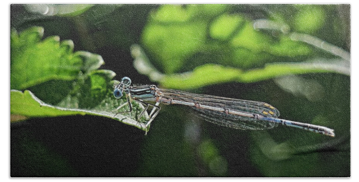 Blue Damsel Fly Bath Towel featuring the photograph Damsel fly by Martin Smith
