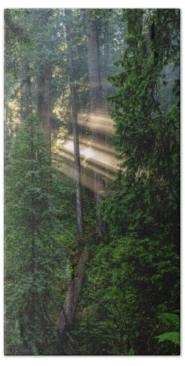 America Bath Sheet featuring the photograph Daybreak in Jedediah Smith Redwoods State Park by ProPeak Photography