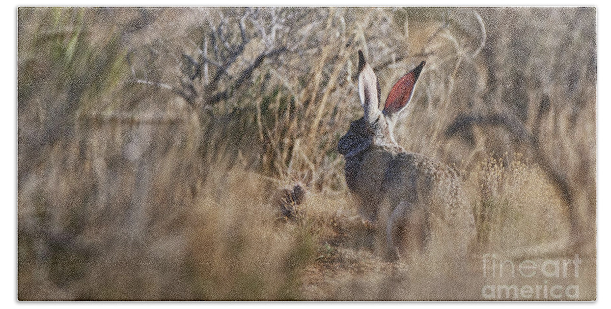Desert Rabbit Bath Towel featuring the photograph Desert Hare by Robert WK Clark