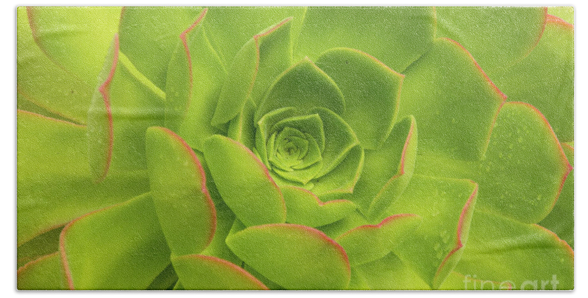 Aloe Bath Towel featuring the photograph Detail Of A Fresh Green Succulent Plant With Pure Raindrops On Its Colorful Leaves by Andreas Berthold