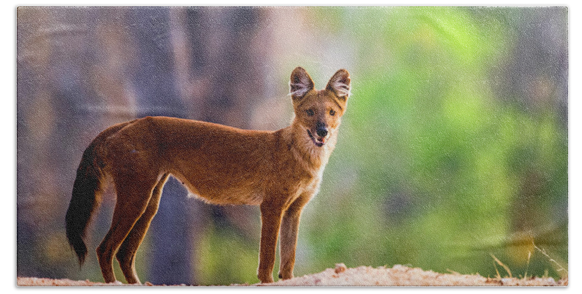 Photography Bath Towel featuring the photograph Dhole Cuon Alpinus Standing And Looking by Panoramic Images