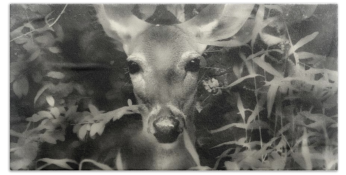 Deer Bath Towel featuring the photograph Doe's Summer Portrait by Tami Quigley
