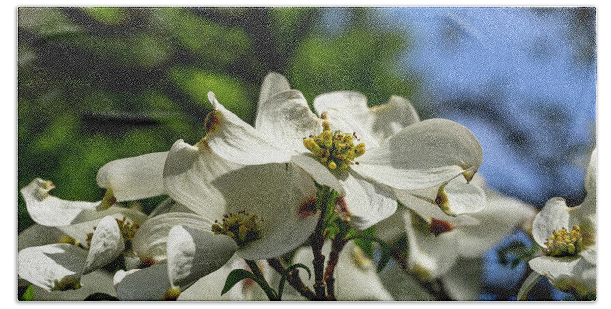 America Bath Sheet featuring the photograph Dogwood Day Afternoon by ProPeak Photography