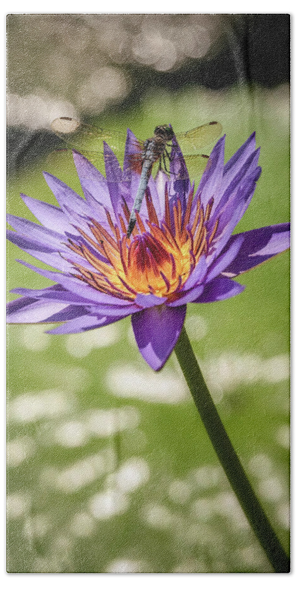 Water Lily Bath Towel featuring the photograph Dont Bug Me by Robert Fawcett